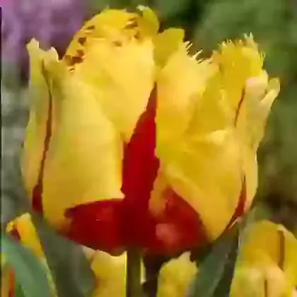 Texas Flame